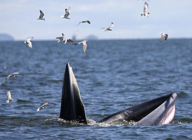 Il pranzo di una balena nel Golfo del Siam