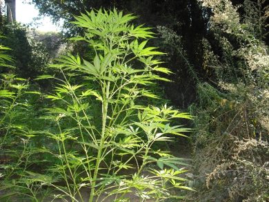 I vip che chiedono la legalizzazione della cannabis