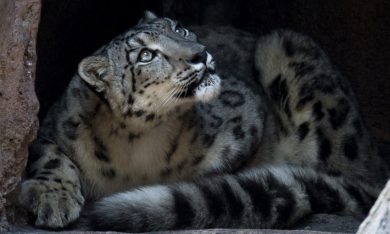 ANIMALI, le foto più belle della settimana – 23/29 ottobre