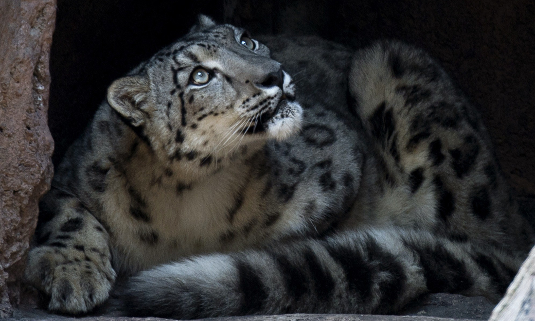 ANIMALI, le foto più belle della settimana – 23/29 ottobre ANIMALI, le foto più belle della settimana – 23/29 ottobre