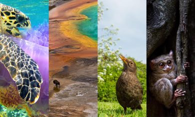 Meraviglie della natura: le foto premiate dalla Society of Biology