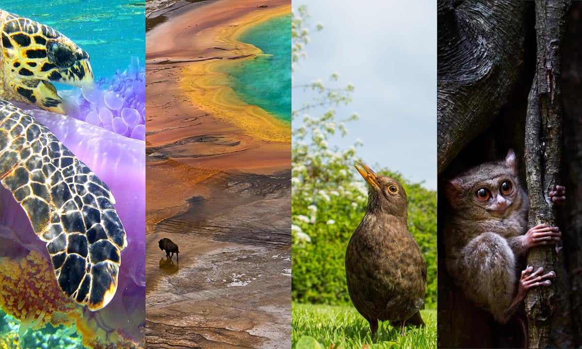 Meraviglie della natura: le foto premiate dalla Society of Biology Meraviglie della natura: le foto premiate dalla Society of Biology