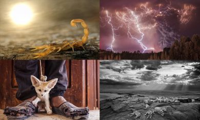 Wildlife Photographer of the Year 2014: le foto dei vincitori