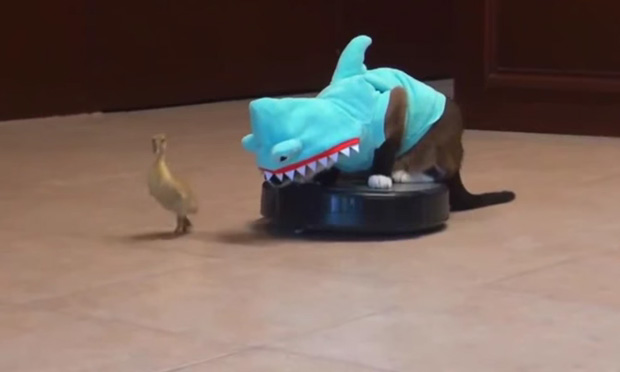 Costumi di Halloween per cani e gatti