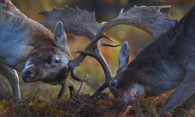 ANIMALI, le foto più belle della settimana – 16/22 ottobre