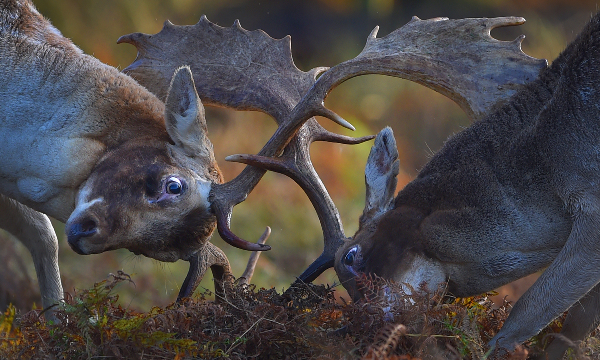 ANIMALI, le foto più belle della settimana – 16/22 ottobre
