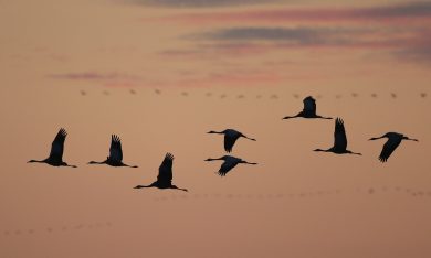 La migrazione delle gru