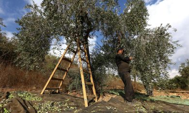 La raccolta delle olive in Cisgiordania