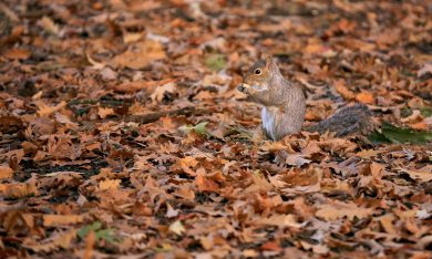 Lo spettacolo dell’autunno a Liverpool