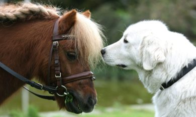 ANIMALI, le foto più belle della settimana – 9/15 ottobre