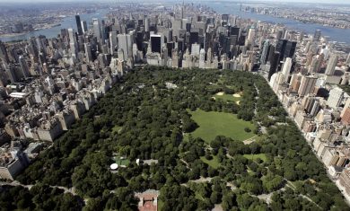 Il mistero del cucciolo di orso trovato morto a Central Park