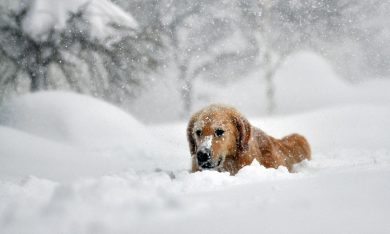 ANIMALI, le foto più belle della settimana – 20/26 novembre