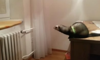 Il salto del furetto è un disastro