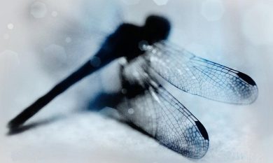 ‘La caduta’, il nuovo thriller di Michael Connelly