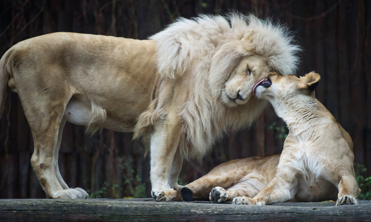 ANIMALI, le foto più belle della settimana – 13/19 novembre