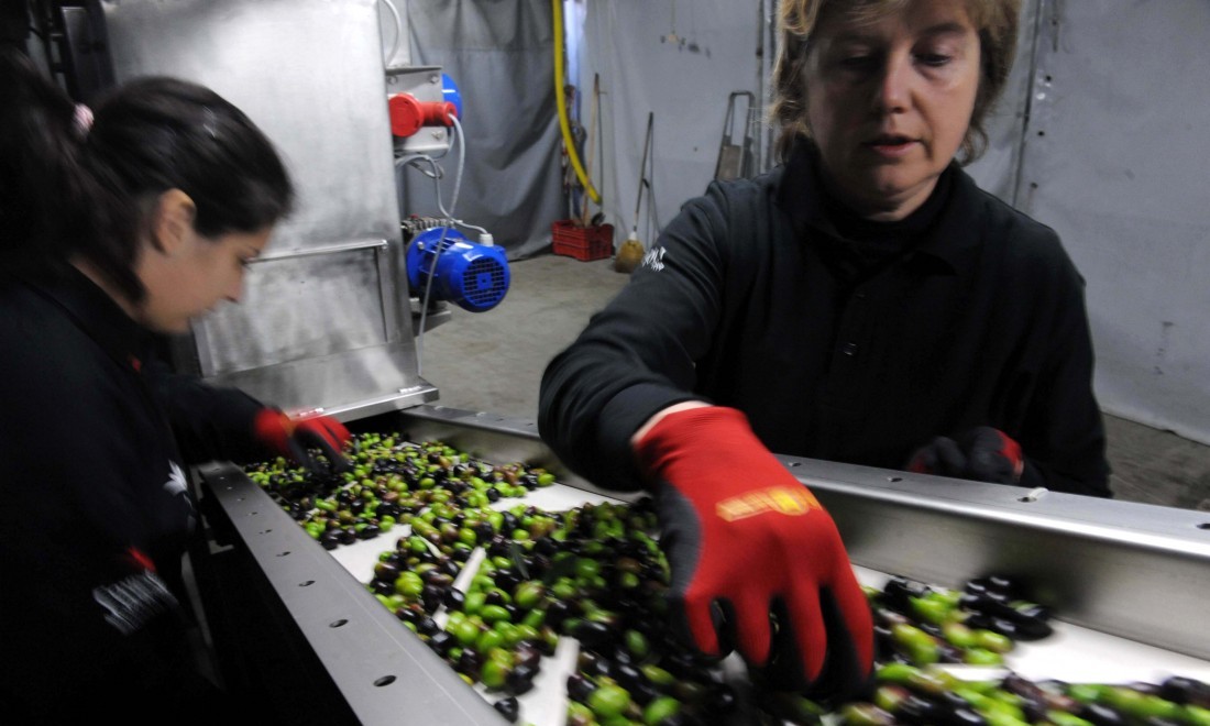 Olio d’oliva: perché quello italiano è sotto attacco