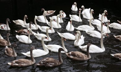 I cigni di Amburgo traslocano per l’inverno