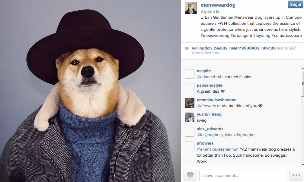 Bodhi, il cane-modello che spopola sul web Bodhi, il cane-modello che spopola sul web