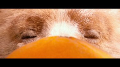 Paddington, l’orso dei libri di Michael Bond al cinema