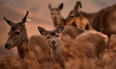 I cervi rossi di Scozia
