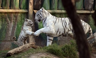 ANIMALI, le foto più belle della settimana – 6/12 novembre