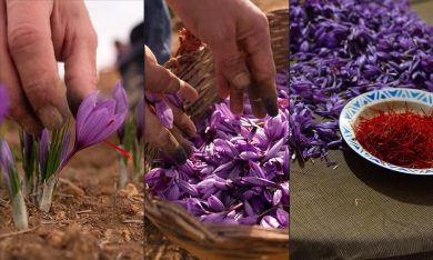 Spagna, la raccolta dello zafferano