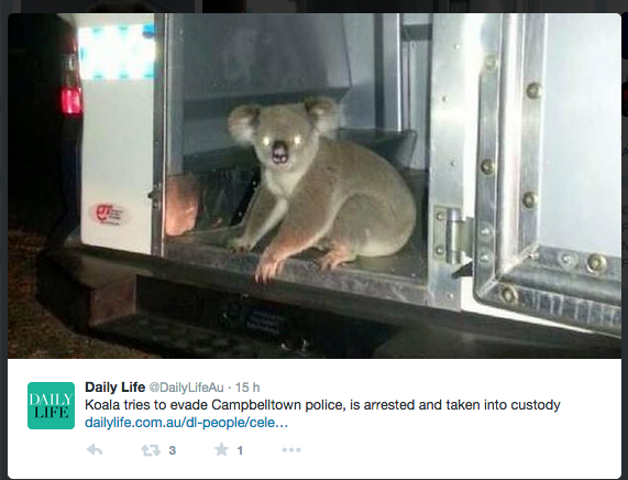 Australia, arrestato il koala pirata della strada