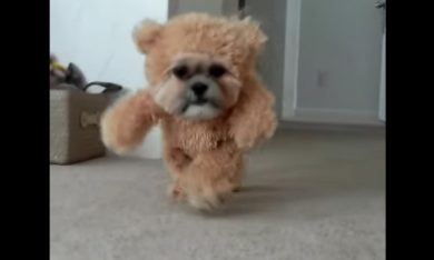 Orsacchiotto di peluche o cagnolino?