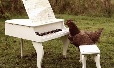 Silenzio, suona il pollo