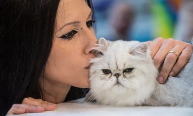 I gatti della mostra felina di Roma
