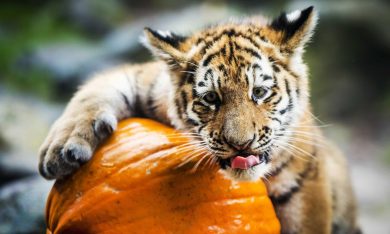 ANIMALI, le foto più belle della settimana – 30 ottobre/5 novembre