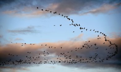 Scozia, lo svernamento delle oche zamperosee