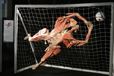 Body Worlds – The Cycle of Life