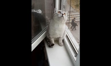 Il gatto (molto) concentrato