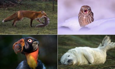 Le foto più belle del 2014 – Animali