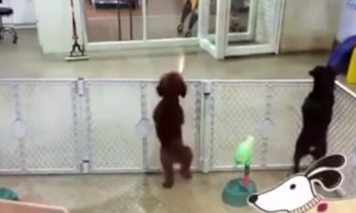 Il cane ballerino: la gioia è incontenibile