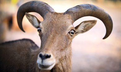 ANIMALI, le foto più belle della settimana – 11/17 dicembre