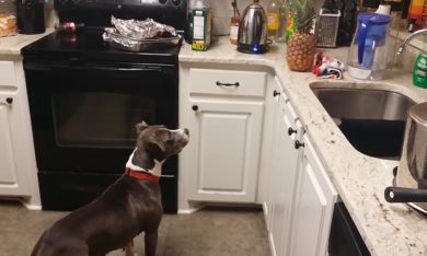 Il Pit Bull che odia l’ananas