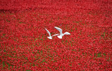 Mondo: i 10 fatti più importanti del 2014