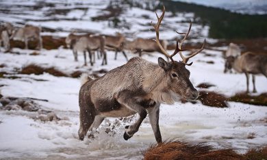 Il centro delle renne in Scozia