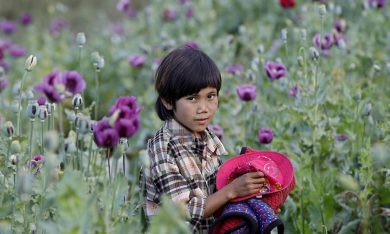 Birmania, la raccolta dell’oppio