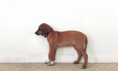 Da cucciolo a cagnone in 23 secondi