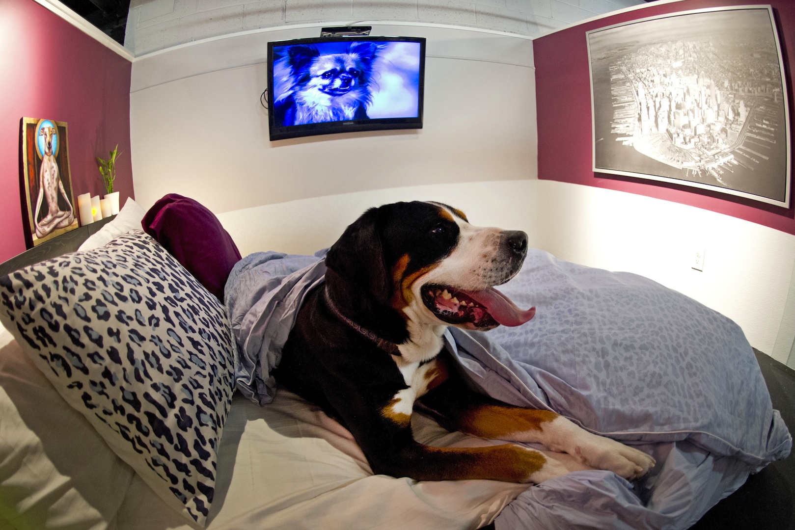 In hotel col cane? Ecco dove