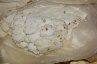 Mozzarella di bufala pericolosa sequestrata, le foto