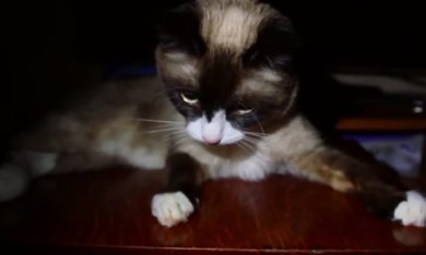 Epic fail a quattro zampe