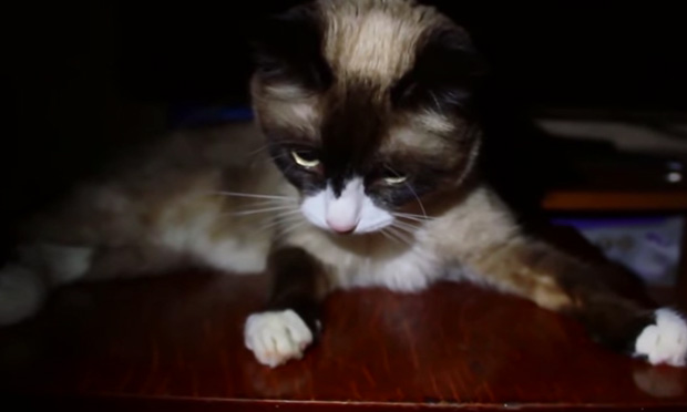 Epic fail a quattro zampe