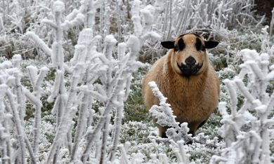 ANIMALI, le foto più belle della settimana – 27 novembre/3 dicembre