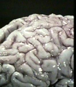 Ricerca: 100 cervelli rubati all’università del Texas