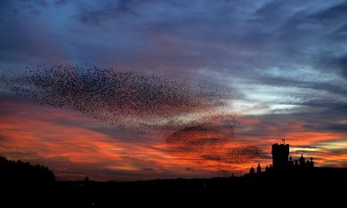 Le foto più belle della settimana – 23/29 gennaio