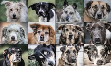 I cani randagi di Atene